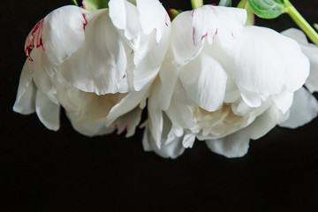 White peony flowers. Peony petals lays on a black background. Beautiful minimalistic white flowers close-up photo.