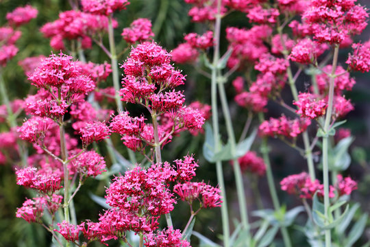 Centranthus ruber Coccineus- clusters of small Red Valerian flowers
