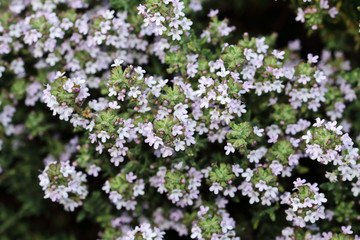 Small flowers of herbaceous thyme plant