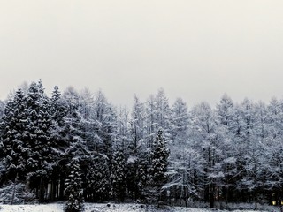 snow covered trees