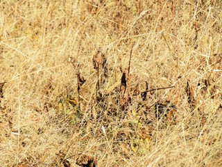 日本の田舎の風景　12月　冬の草叢