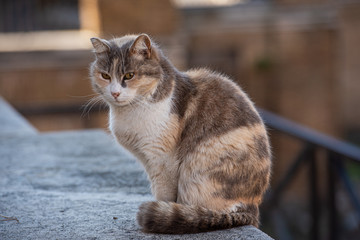 In the footsteps of history