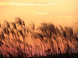 日本の田舎の風景　12月　ススキと夕焼雲