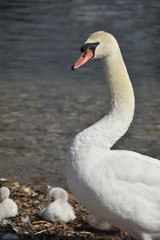 cygnes et cygneaux