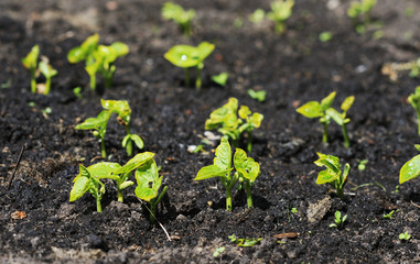 Bean sprouts.Closeup of organically grown runner bean sprout growing on garden plot soft focus background