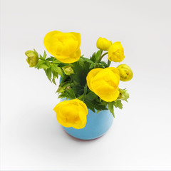 Yellow buttercups bouquet in blue potty