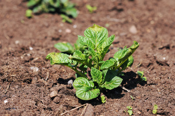 Green sprout in the ground. New agricultural life in the garden. Growing seedlings of young potatoes, growing potatoes