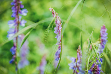 Cow vetch (Vicia cracca) flowers in summer field