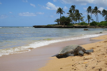 ハワイ アリイビーチの海亀