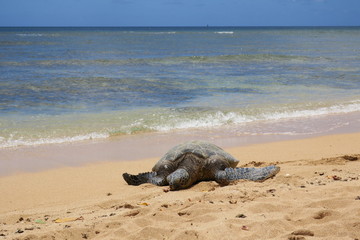 ハワイ アリイビーチの海亀