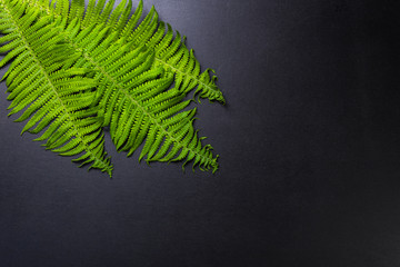 Graphite background with fern leaves