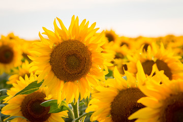 Golden sunflower in a big field