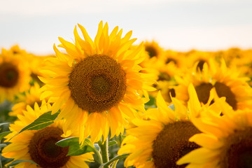 Obraz premium Golden sunflower in a big field