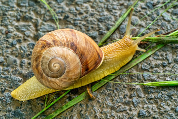 Snail crawling on the asphalt road.