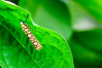 caterpillar on leaf