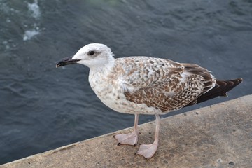 Black Sea Gull