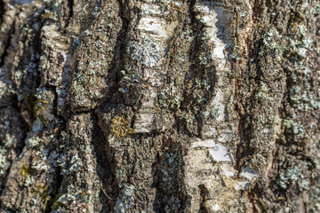Texture picture of wooden bark details
