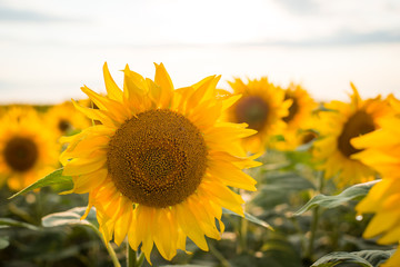 Close-up of sunflower against a setting sun