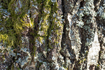 Texture picture of wooden bark details