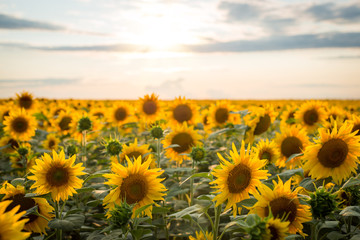Big blooming sunflowers in the field against the setting sun