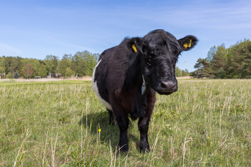 City Bolderaja, Latvia. Scottish longhaired cows graze in a meadow.