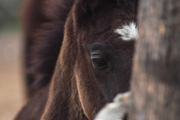 One charming brown colt. Horse farm.