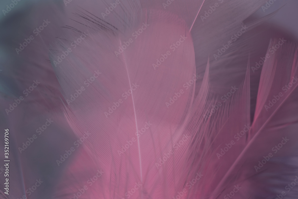 Poster Exotic texture feathers background close up. Pink  and aquamarine feathers pattern for your design. Macro photography view.