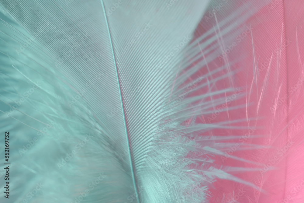 Poster Exotic texture feathers background close up. Pink  and aquamarine feathers pattern for your design. Macro photography view.