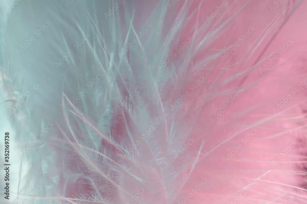 Poster Exotic texture feathers background close up. Pink  and aquamarine feathers pattern for your design. Macro photography view.