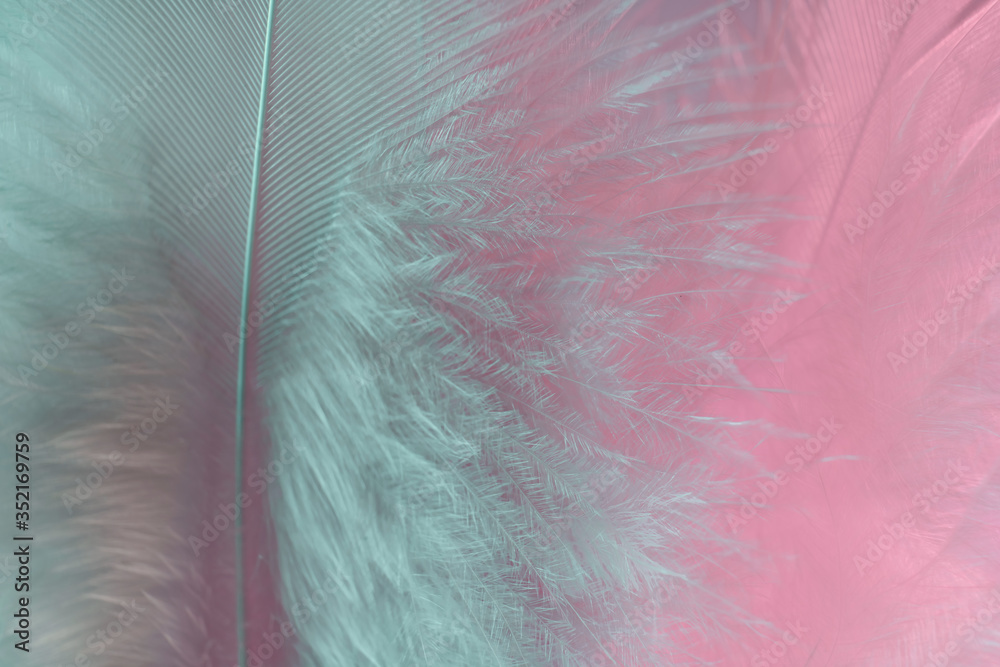 Poster Exotic texture feathers background close up. Pink  and aquamarine feathers pattern for your design. Macro photography view.