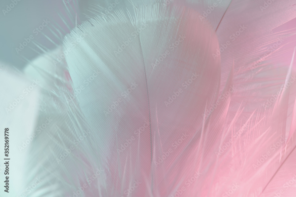 Poster Exotic texture feathers background close up. Pink  and aquamarine feathers pattern for your design. Macro photography view.