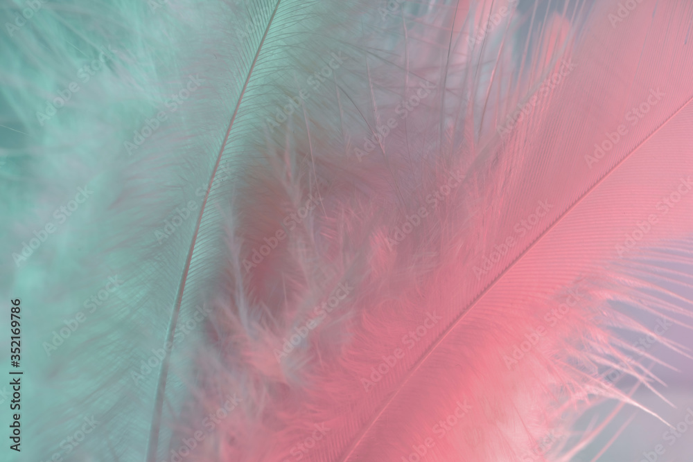 Poster Exotic texture feathers background close up. Soft feathers pattern for your design. Macro photography view.