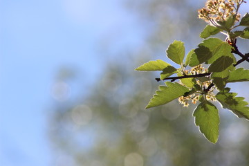 spring tree branch