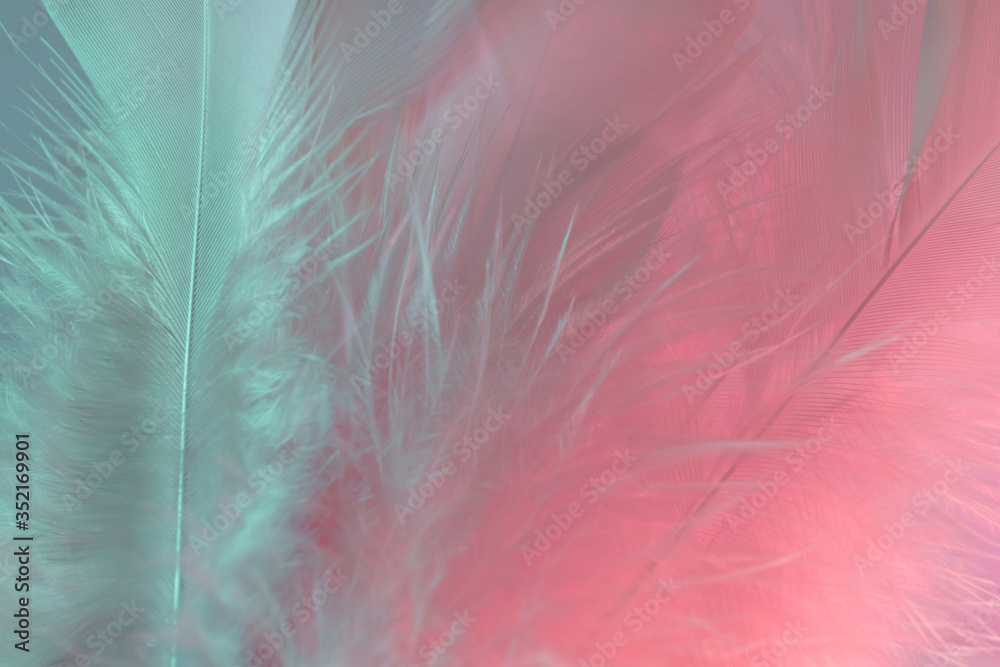 Poster Exotic texture feathers background close up. Soft feathers pattern for your design. Macro photography view.
