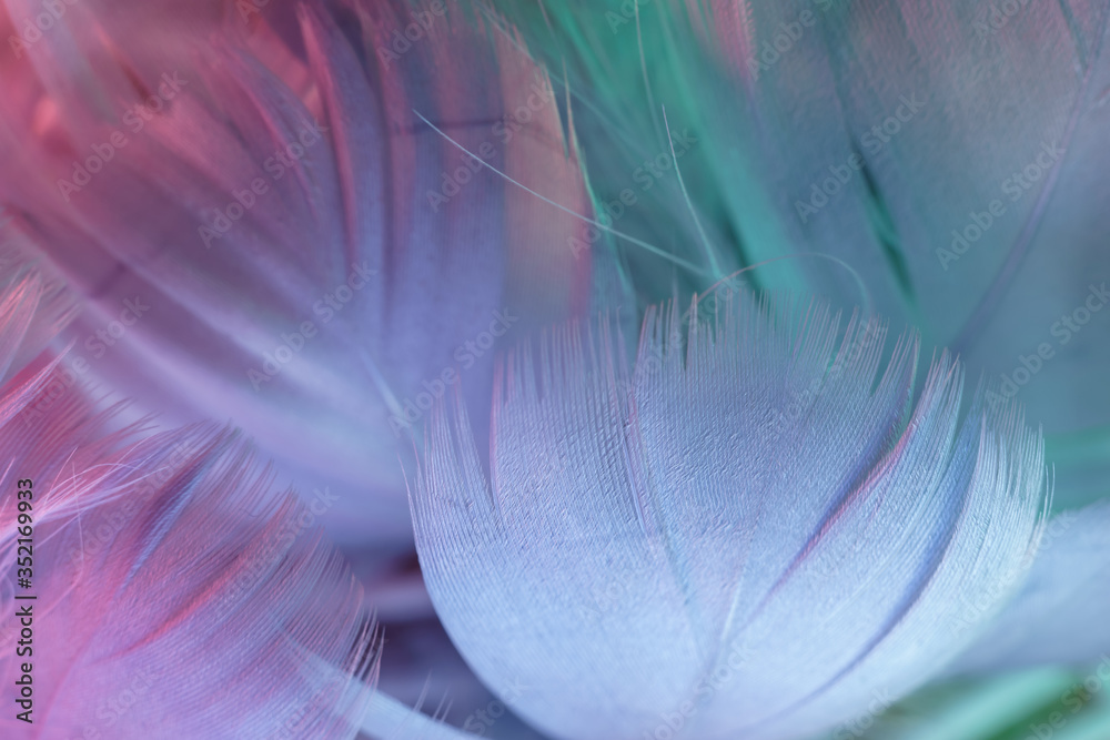 Poster Exotic texture feathers background close up. Gray, blue feathers pattern for your design. Macro photography view.