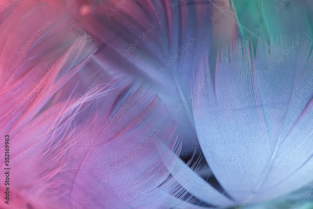 Poster Exotic texture feathers background close up. Gray, blue feathers pattern for your design. Macro photography view.