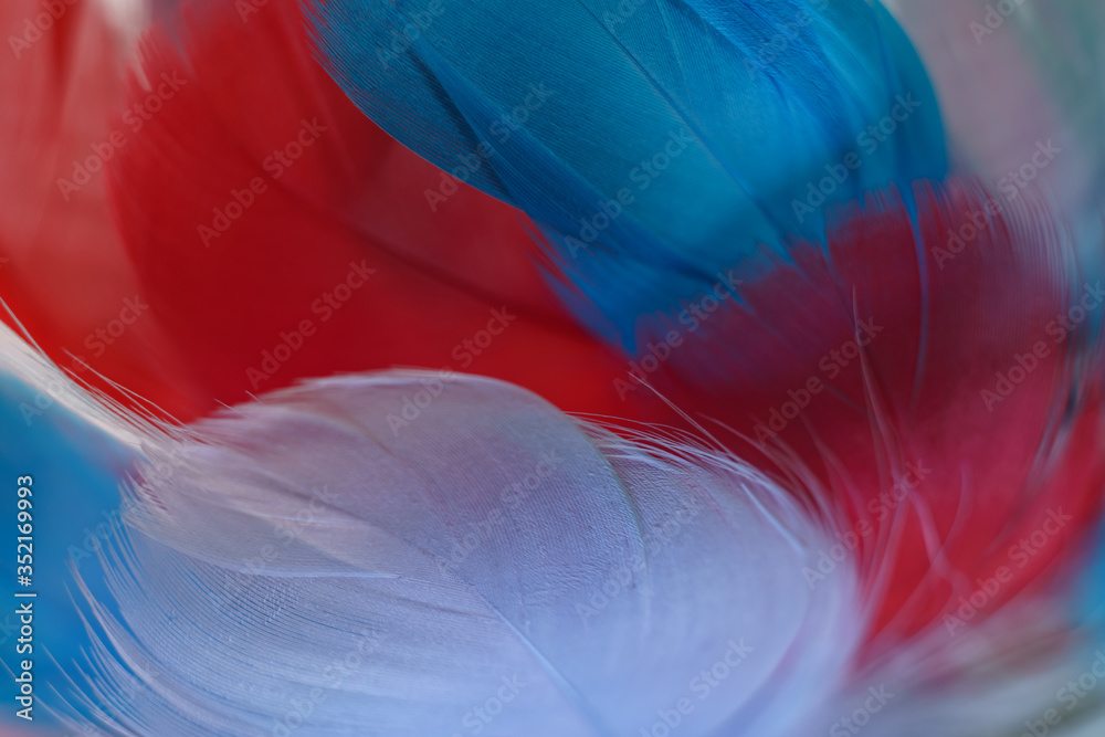 Poster exotic texture feathers background close up. red, blue, gray feathers pattern for your design. macro