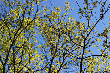 yellow tree branches against blue sky
