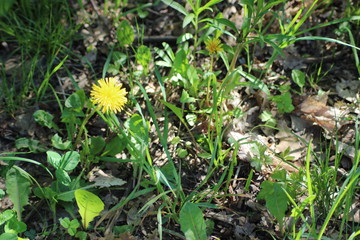 dandelion in the grass