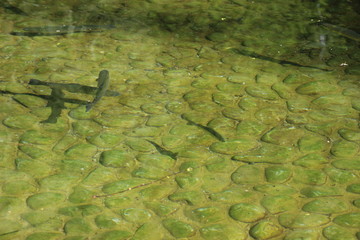 frog in the water