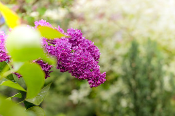 Blooming purple lilac.
