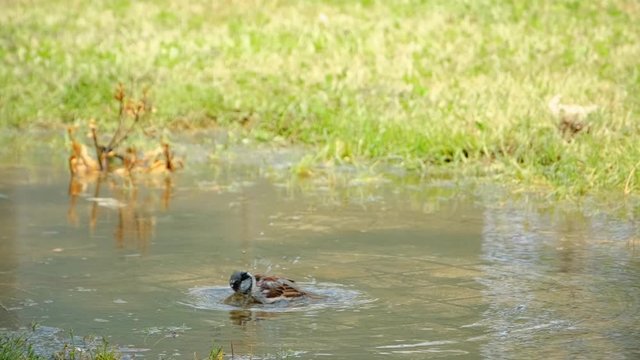 One old world sparrow bathing during summertime on a pund