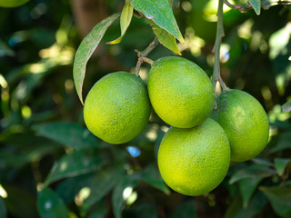 Fresh lime fruits on tree, selective focus.