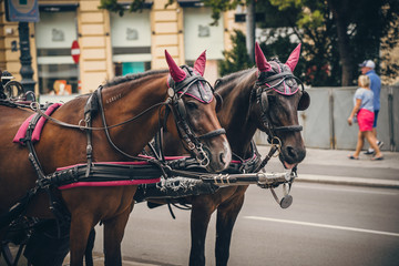 Naklejka na ściany i meble Famous street horse carriage in Vienna Wien, Austria.