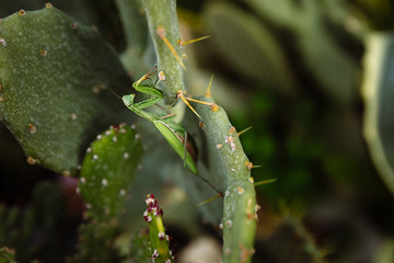 Green mantis is looking for prey on a cactus