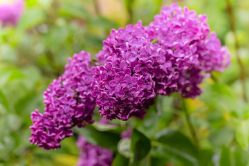 Blooming purple lilac.