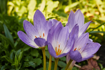 Bright delicate purple garden flowers