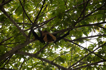 flying fox 