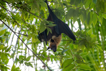 flying fox 