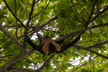 flying fox 